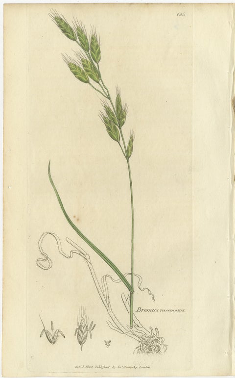 Set of 8 Antique Botanical Engravings of Bromus (Brome Grasses), c.1830, view 3