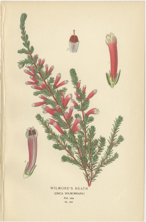 1897 Antique Botanical Prints, A Red Cardinal Flower and Wilmore's Heath, view 4