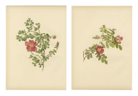 Decorative Pair of Antique Rose Prints, Chromolithographs 1914, view 4