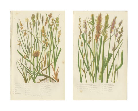 Hart’s Tongue and Scaly Spleenwort Ferns, Hand-Colored Botanical Prints, 1873, view 4