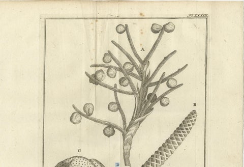 Fruits of the Theban Palm, Botanical Study of Date Palm Egypt c.1776, close-up 2