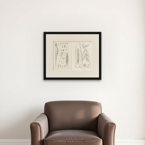 Set of 2 Botany Prints of Palm Species by Blume 'c.1840', shown framed on a wall, true to size