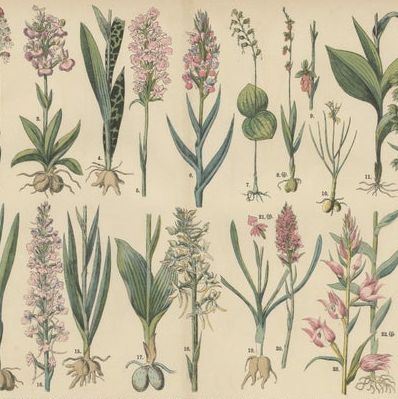 Antique Botanical Prints Set, German Flora & Orchids Atlas, Stuttgart 1885, close-up 1
