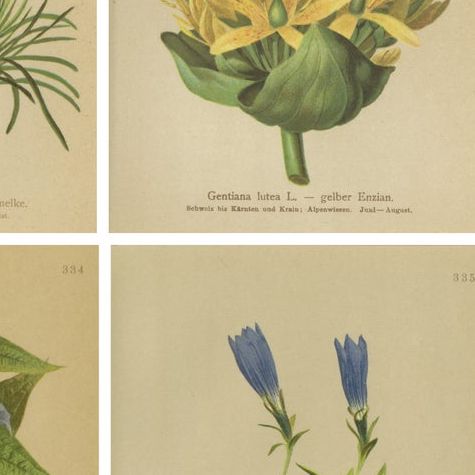 Alpine Gentiana Botanical Wall Collection, Set of 10, Antique Chromolithos, 1897, close-up 2