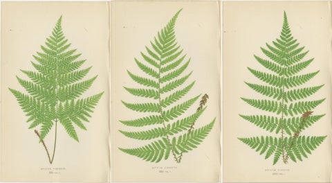 Set of 3 Antique Fern Prints, Aspidium Pubescens, Elongatum, Dilatatum (c.1868), view 5