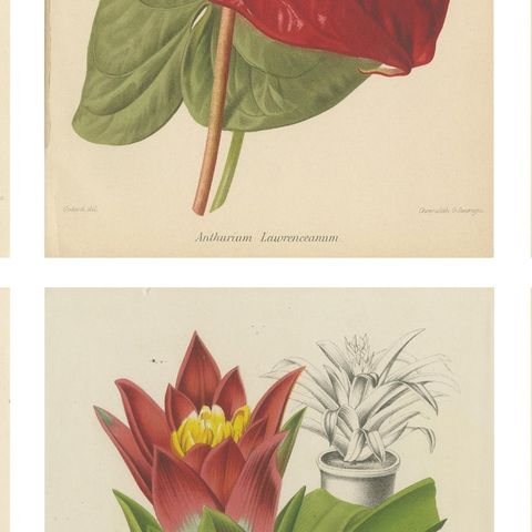 Exquisite Flora: A Chromolithographic Collection from the Revue Horticole, 1855, close-up 2