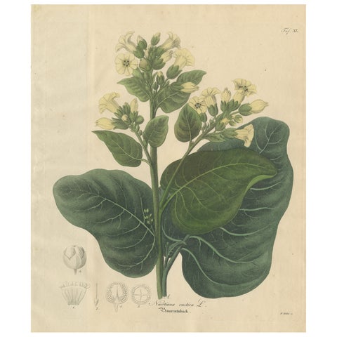 Antique Botanical Print of Nicotiana Rustica, Copper Engraving, c.1831