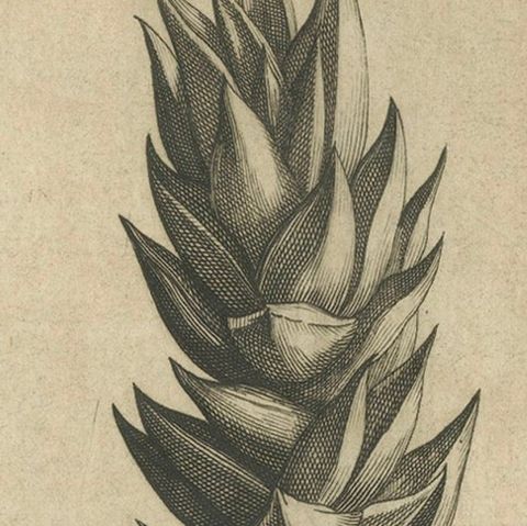 Botanical Engraving of Aloe Afric Erecta from Caspar Commelin's Work, 1706, close-up 5