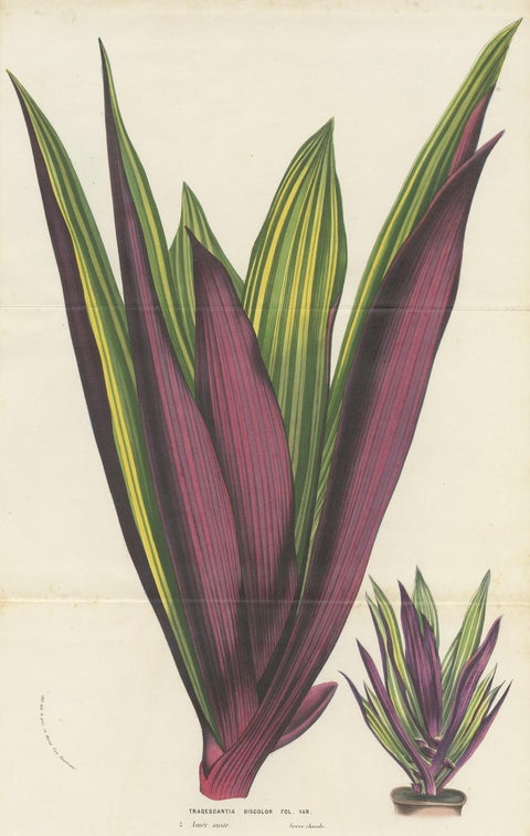 Antique Botany Print of Tradescantia Spathacea by Van Houtte, 1856, view 2