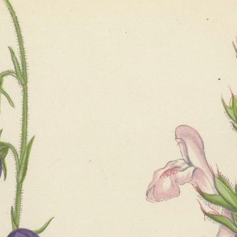 Blue Bellflower and Moroccan Sage, Hand-Coloured Botanical Print, 1874, close-up 5
