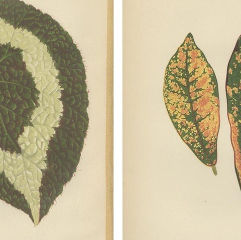 Set of 8 Botany Prints, Begonia Rex, Cissus Discolor '1891', close-up 1