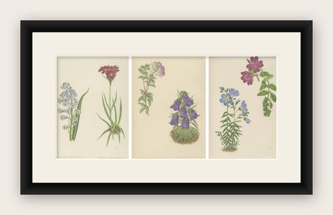 Victorian Triptych of Alpine Flowers from Alpine Plants by David Wooster 1874, shown framed