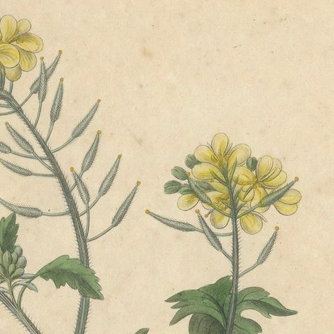 Antique Mustard Botanical Print, Sinapis Alba & Nigra, c.1831, close-up 4