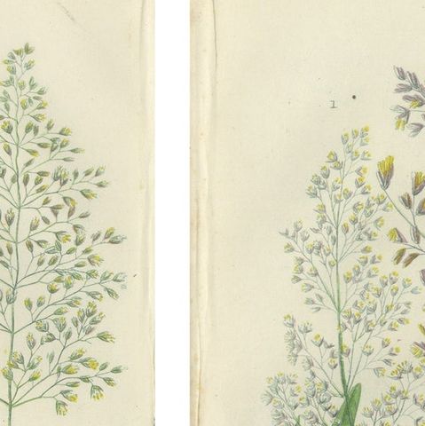 Moonwort and Adder’s Tongue Ferns Antique Botanical Prints, 1873, close-up 1