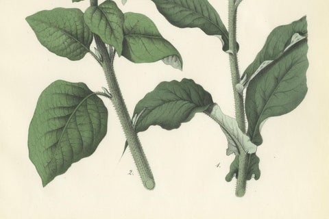 Hand-Colored Botanical Litho of Nicotiana Tabacum and Nicotiana Rustica, 1854, close-up 2