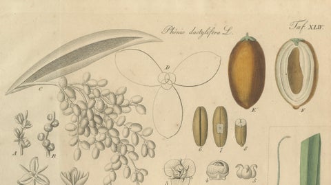 Antique Botanical Print of Coconut Palm, Copper Engraving, c.1831, close-up 1