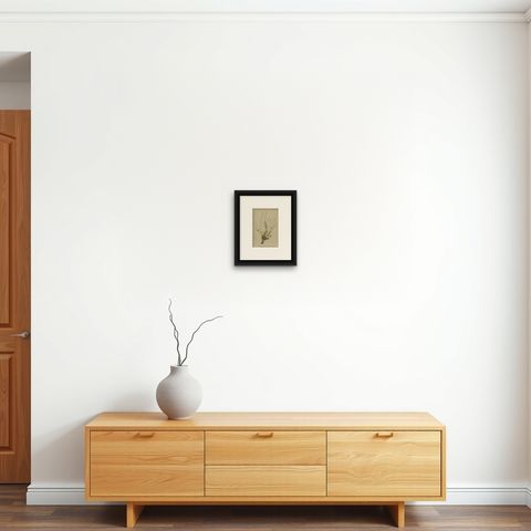 Antique Botany Print of the Silene Saxifraga or Saxifrage Catchfly, c.1897, shown framed on a wall, true to size