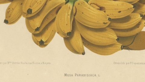 Antique Banana Botanical Chromolithograph by Hoola van Nooten, c. 1880, close-up 6