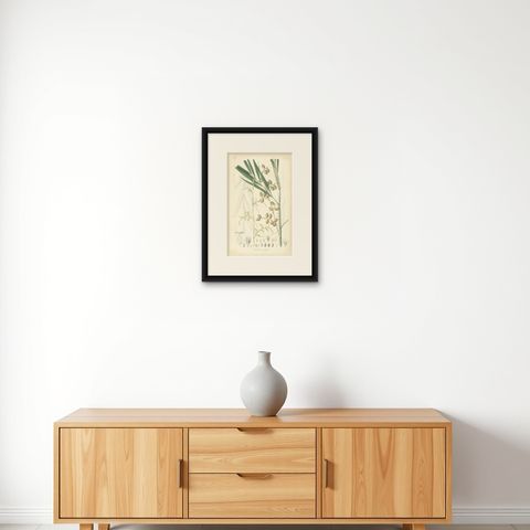 An Original Antique Palm Illustration of the Calamus Melanoloma, 1847, shown framed on a wall, true to size