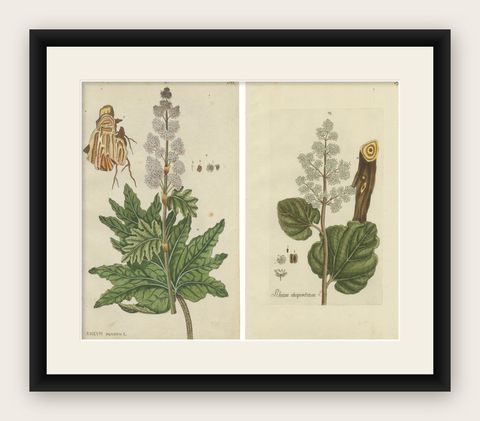 Set of 2 Antique Botany Prints, Rheum Rhapontieum & Rheum Palmatum, shown framed