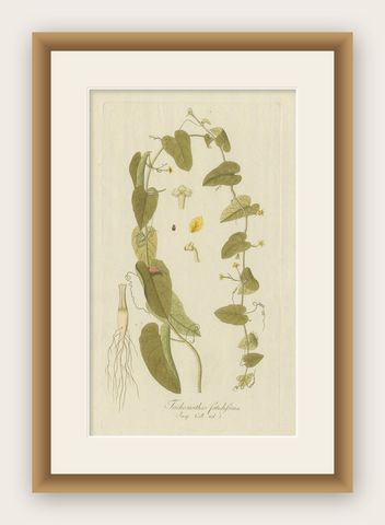 Antique Botany Print of a Trichosanthes Species by Von Jacquin, circa 1781, shown framed