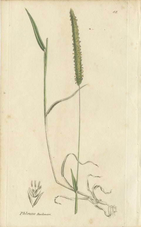 Set of 8 Antique Engravings of Meadow Grasses: Timothy & Foxtail, c.1830, view 3