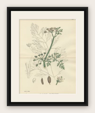 Antique British Botanical Print of River Water-Dropwort, Hand-Colored, c.1902, shown framed