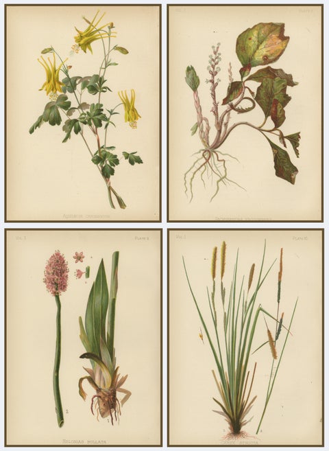 Native US Flora, Four Original Botanical Chromolithograps, 1879, view 6