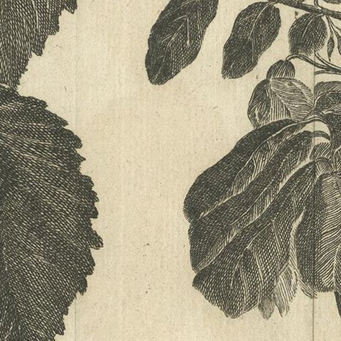Antique Botany Print of The Elm and Acacia by Le Bas, 1752, close-up 2