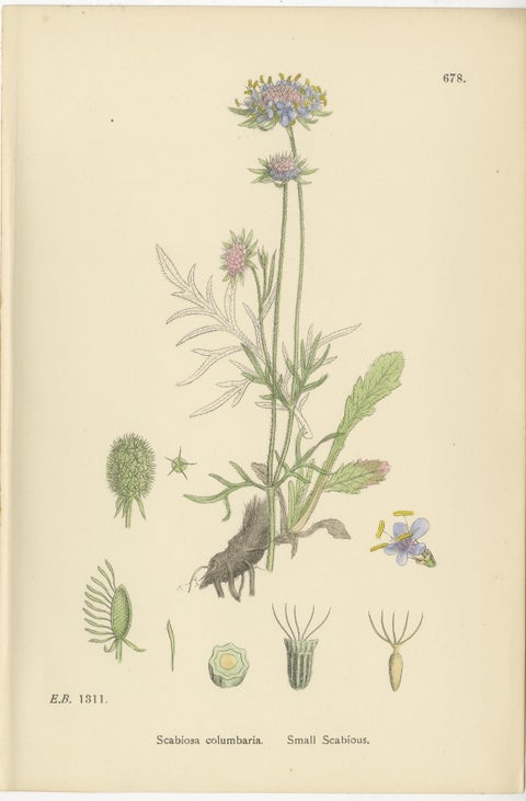 Set of 8 English Botanical Prints 1902, Teasel & Scabious, Sowerby, view 8