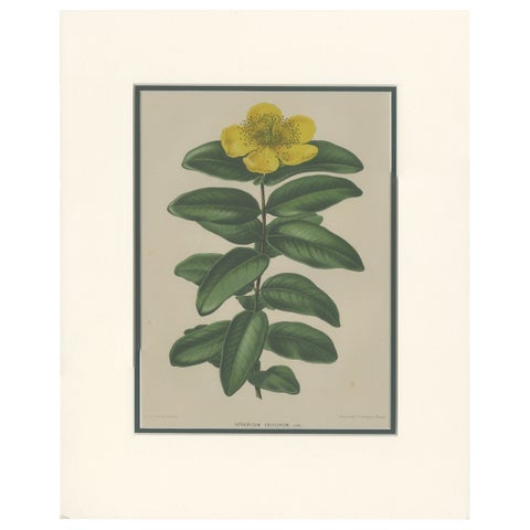 Antique Botany Print of the Hypericum Calycinum by Severeyns 'c.1875'