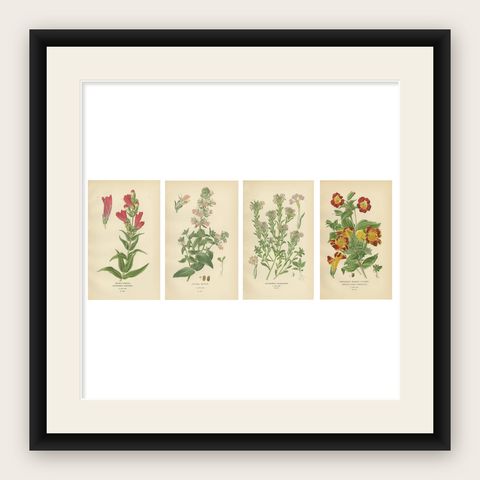 1897 Botanical Prints, Beard-Tongue, Collinsia, Zaluzianskya, and Monkey Flower, shown framed