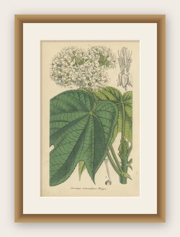 Antique Botany Print of the Dombeya Flowering Plant by Lemaire, 'circa 1851', shown framed