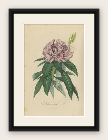 Beautiful Original Antique Print of the Rhododendron, 1854, shown framed