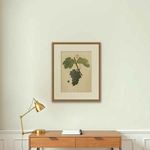 Rare Original Antique Lithograph of the Terret Noir Grape Variety, 1890, shown framed on a wall, true to size