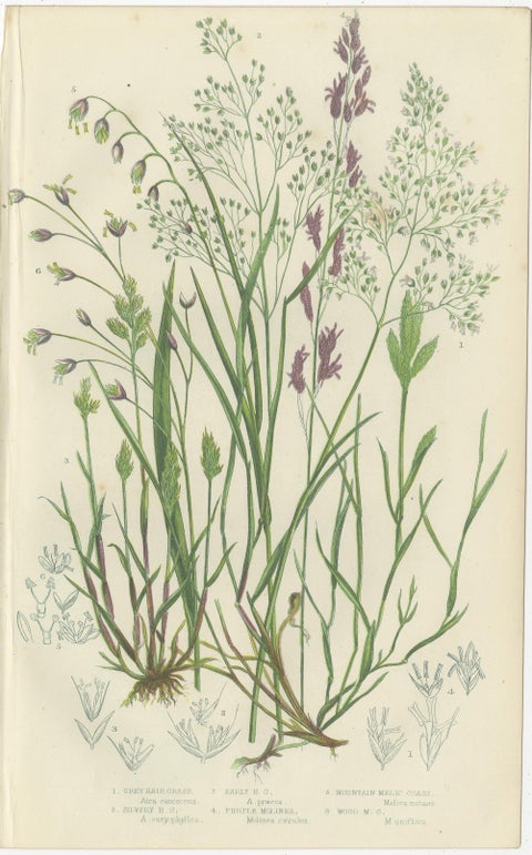 Club Moss Varieties, Hand-Colored Engravings, Victorian, 1873 Pair, view 3