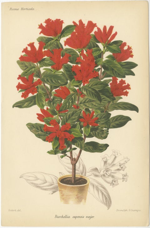 Exotic Botanicals: Pitcairnia, Neumannia, Echnea, and Burchellia, circa 1880, view 5