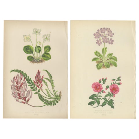 Alpine Botanical Lithograph Pair of Wintergreen and Primrose, 1874