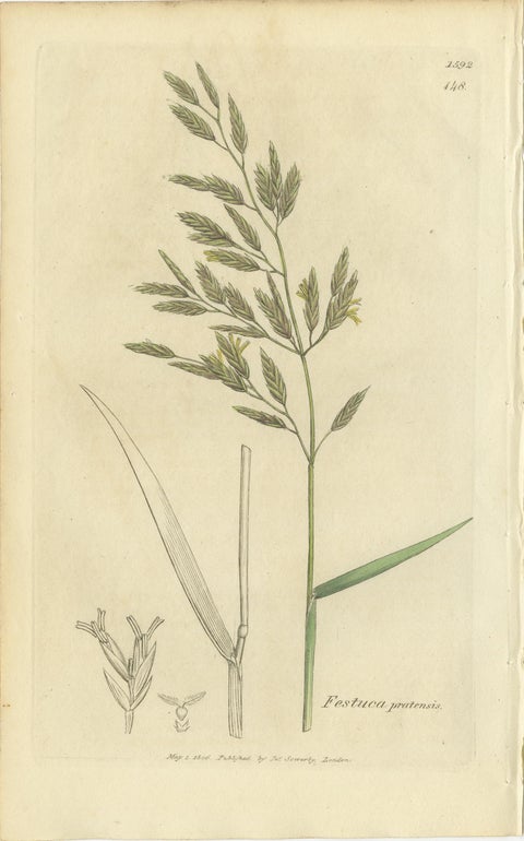 Set of 8 Antique Botanical Engravings of Festuca & Brome Grasses, c.1830, view 5