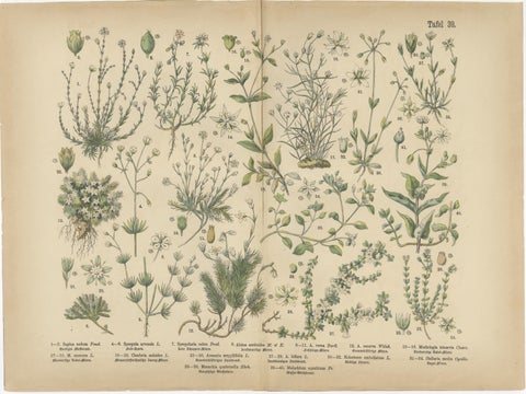 Antique Botanical Prints Set, German Wildflowers Atlas Plates, Stuttgart 1885, view 6