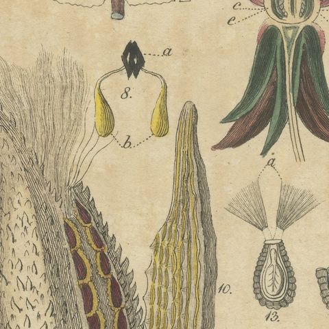 Common Milkweed with Seed Pods and Details, Antique Bertuch Print, circa 1818, close-up 6