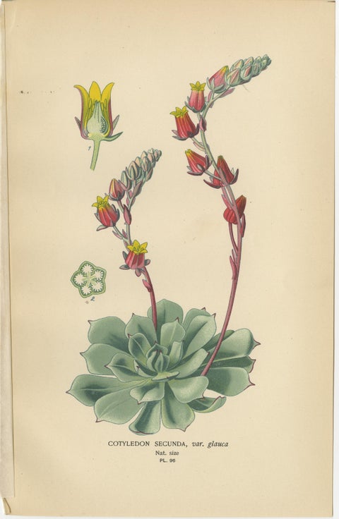 Botanical Succulent Prints: Sedum Spectabile & Sieboldii, Cotyledon Secunda 1897, view 3