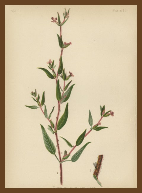 Native US Flora, Three Original Botanical Chromolithograps, 1879, view 6