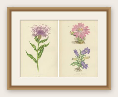 Antique Botanical Wall Art Pair, Purple Knapweed & Bitterroot, London 1874, shown framed
