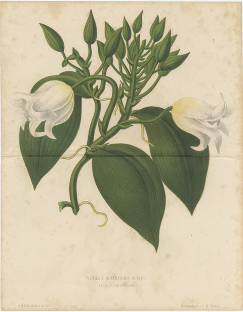 Antique Botanical Lithograph, Vanilla Guianensis, Suriname Orchid, 1856, view 2