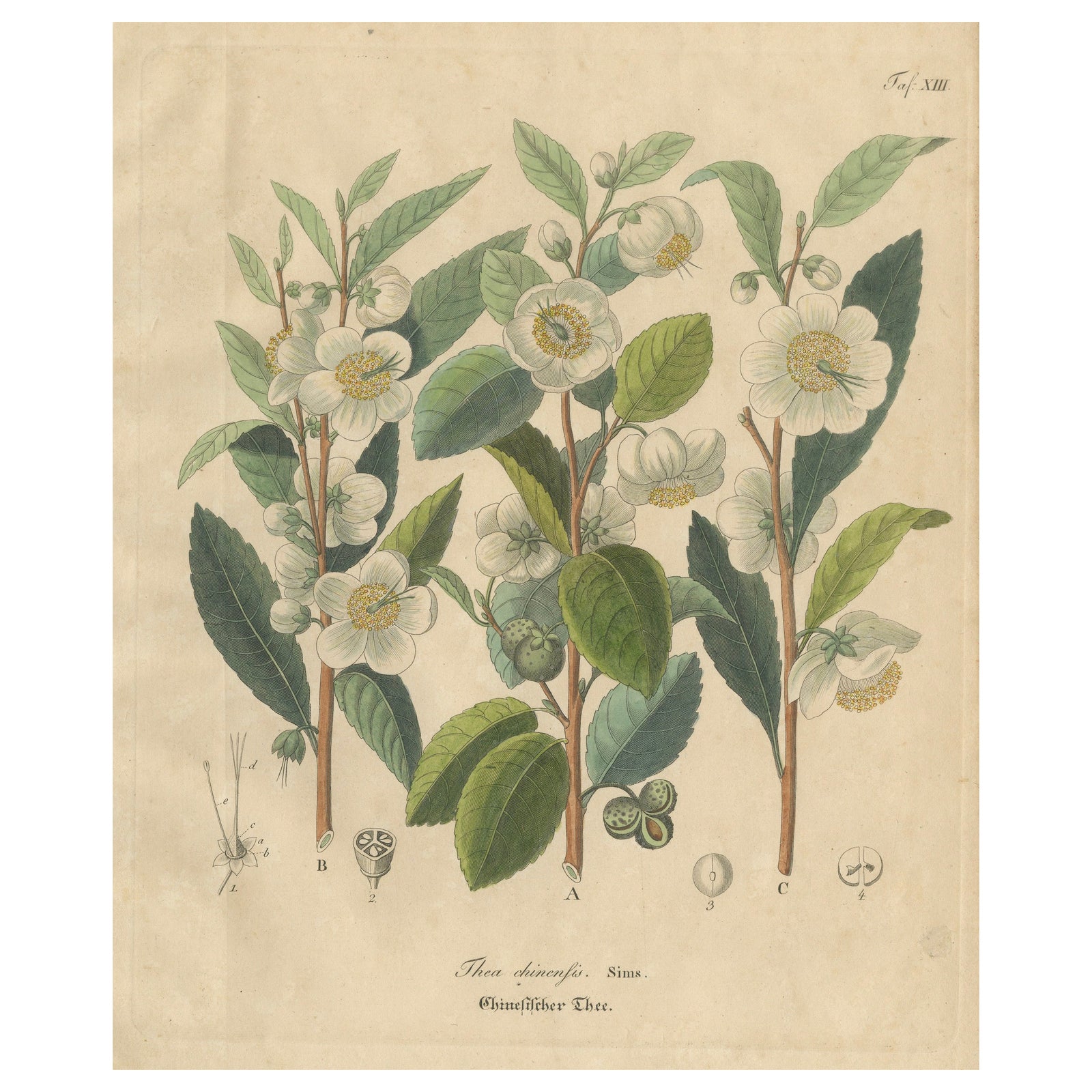 Antique Botanical Print of Thea Chinensis, Hand Colored, c.1831