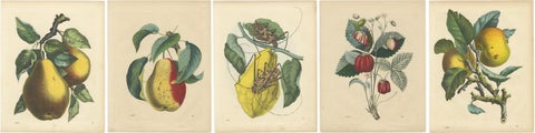 Antique Fruit Prints, Pears, Strawberry, Apple with Insects, circa 1850, view 7