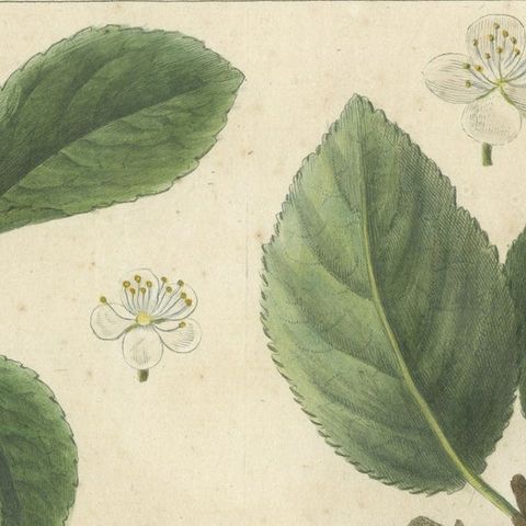 Antique Print of Various Plum Varieties, close-up 3