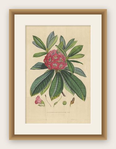 Antique Botany Print of The Rhododendron Barbatum, 1849, shown framed