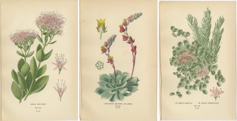 Botanical Succulent Prints: Sedum Spectabile & Sieboldii, Cotyledon Secunda 1897, view 5